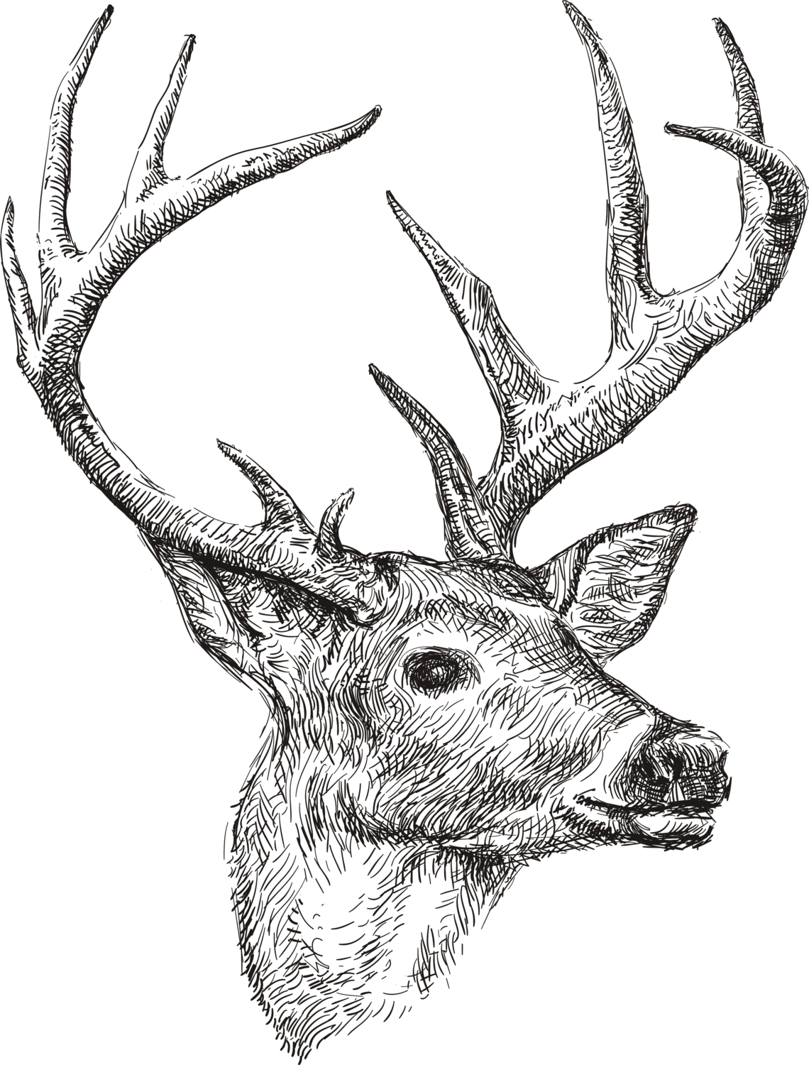 Hirsch Hirsch